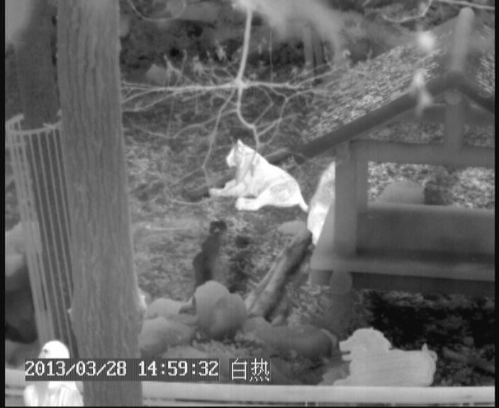 紅外熱像儀白熱效果圖(動物園的獅子)